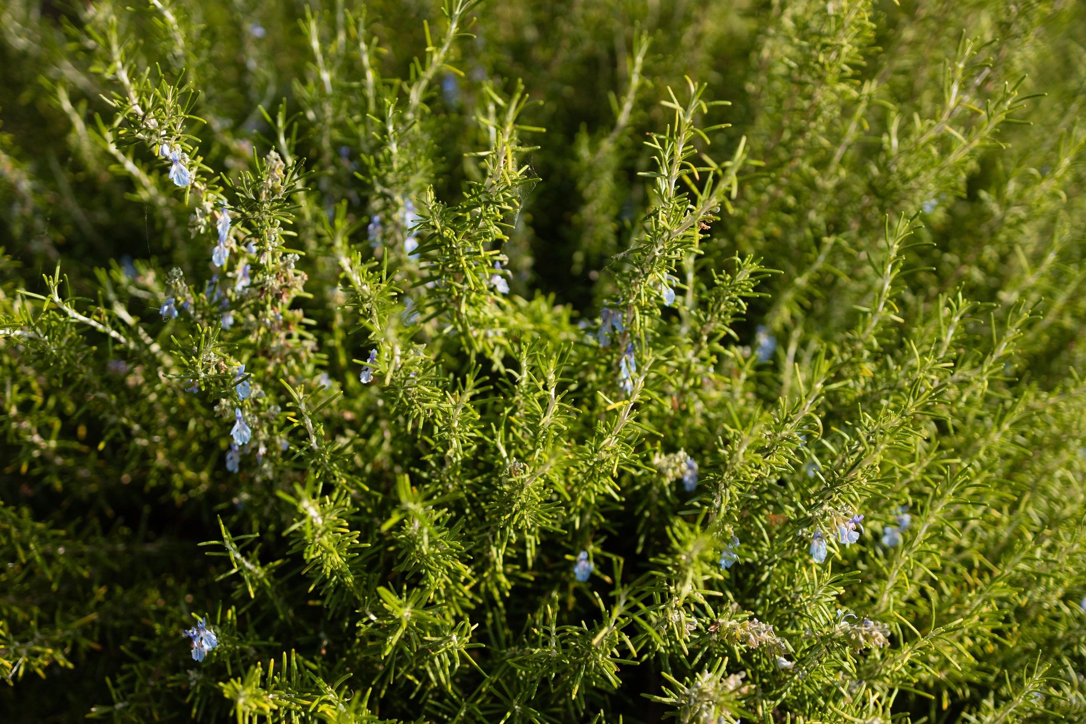 Fresh rosemary growing in a garden